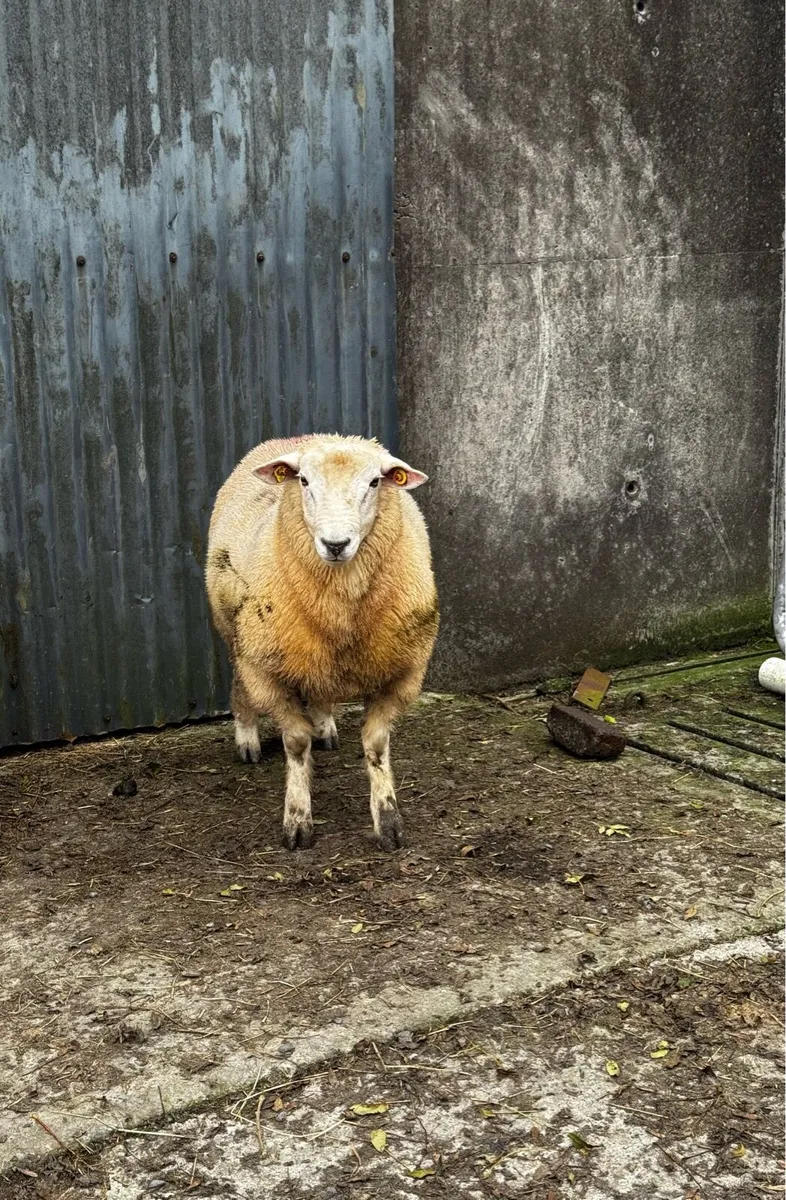 Galway Ram - Image 3