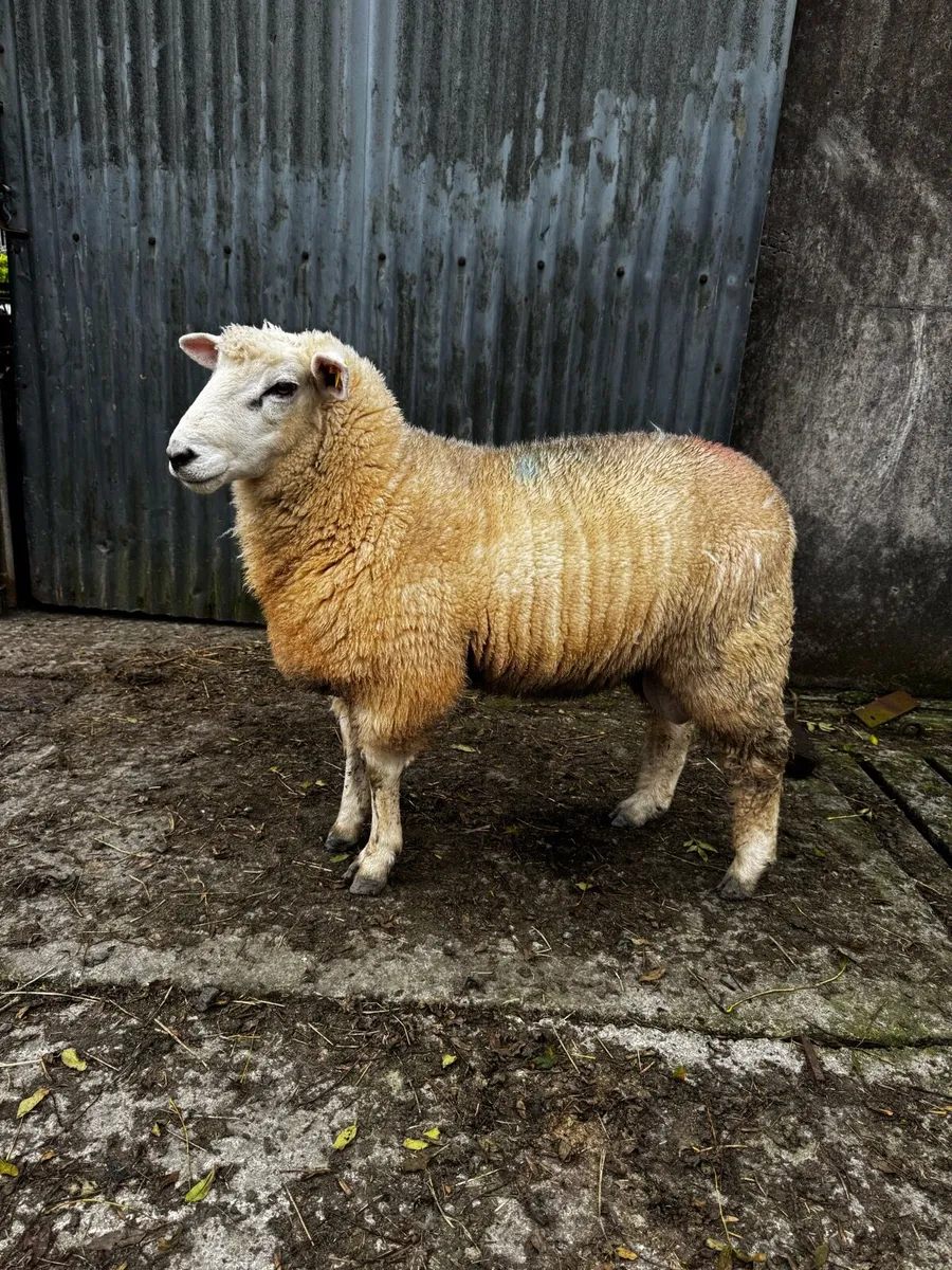 Galway Ram - Image 4