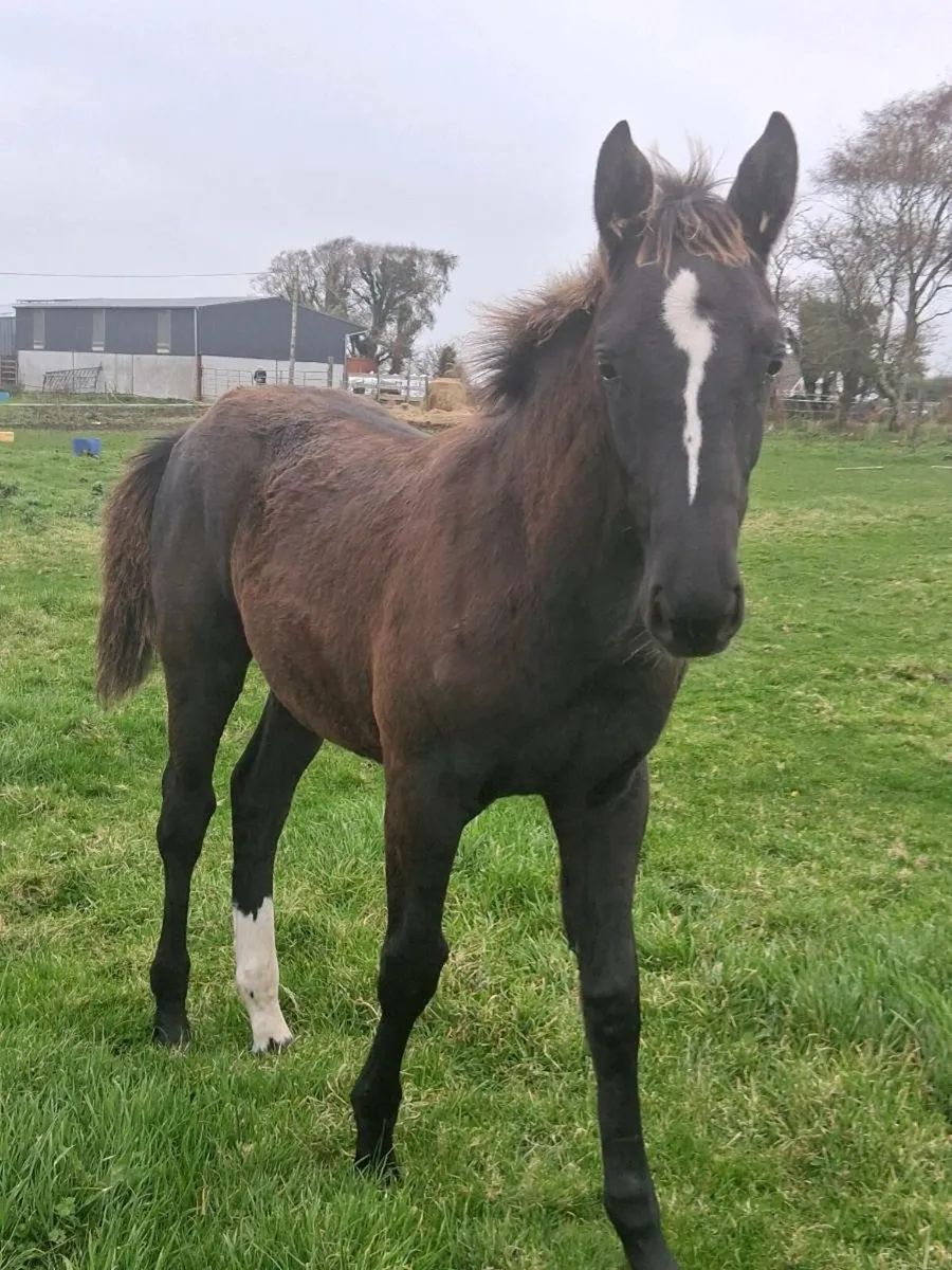 COLT FOAL - Image 4