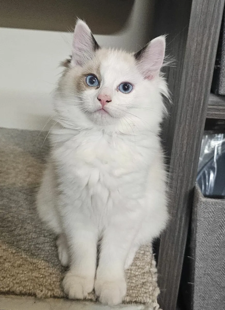 Ragdoll Kittens for sale - Image 2