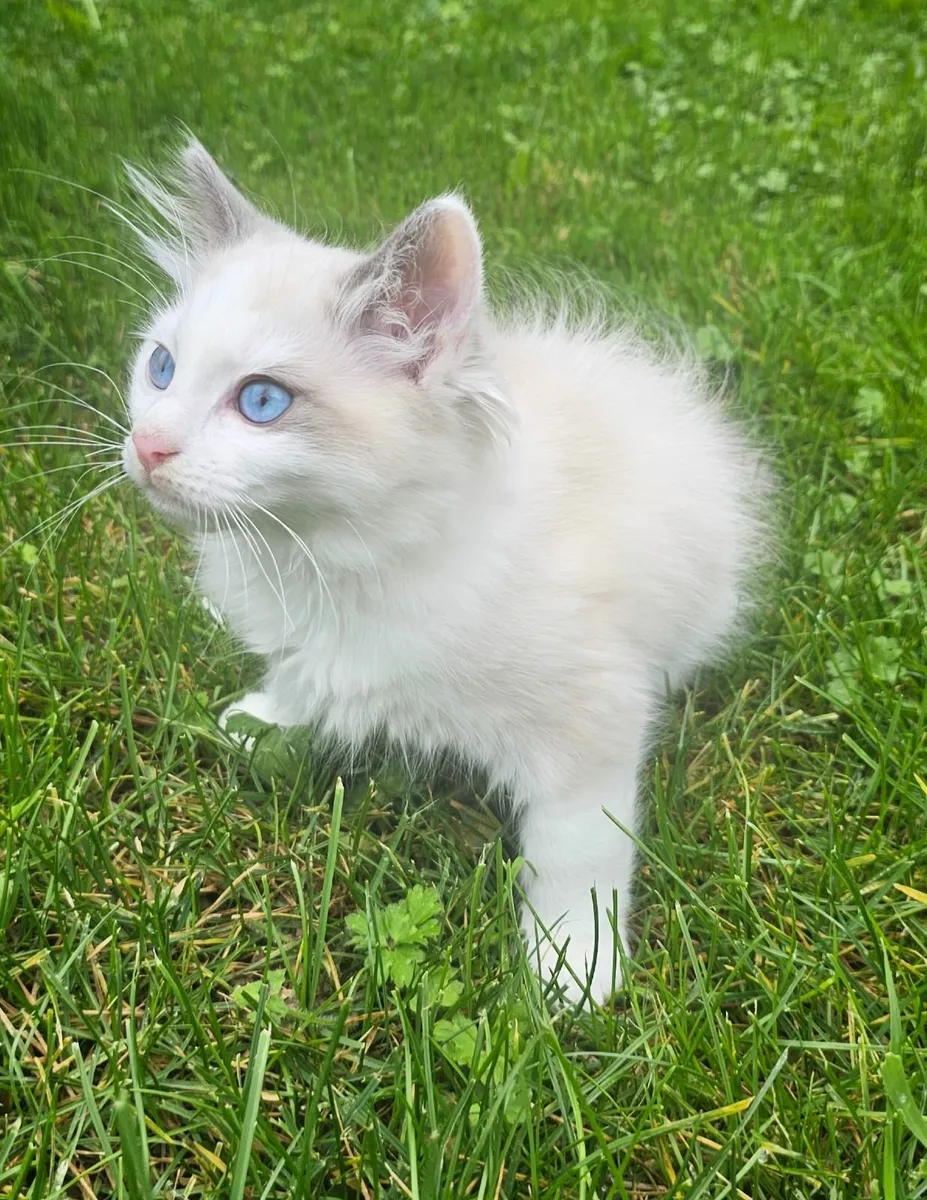Ragdoll Kittens for sale - Image 3