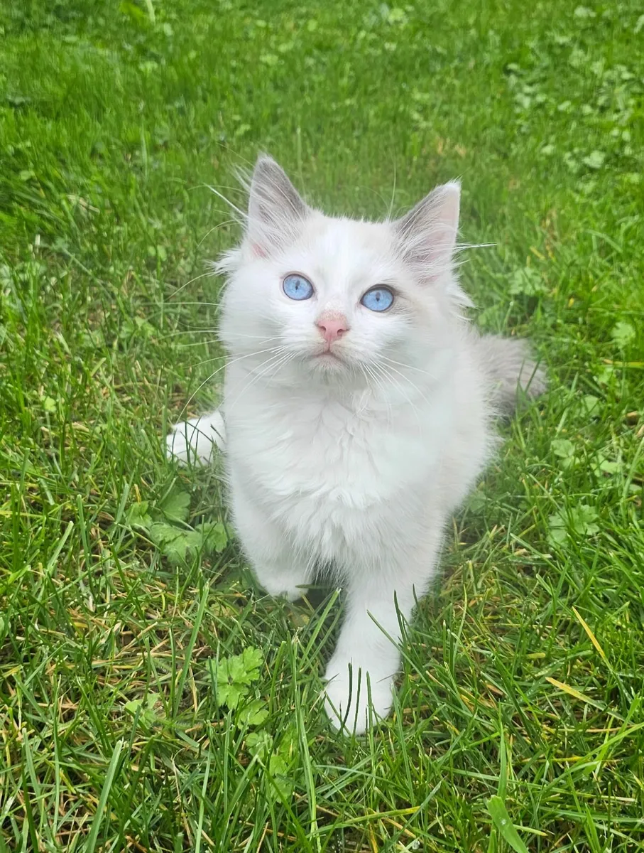 Ragdoll Kittens for sale - Image 4
