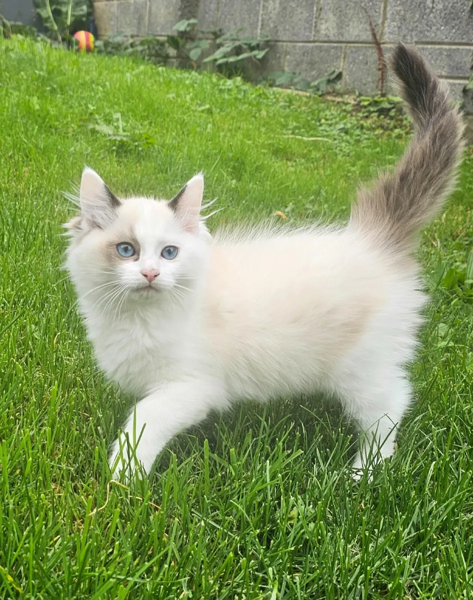 Ragdoll Kittens for sale - Image 1