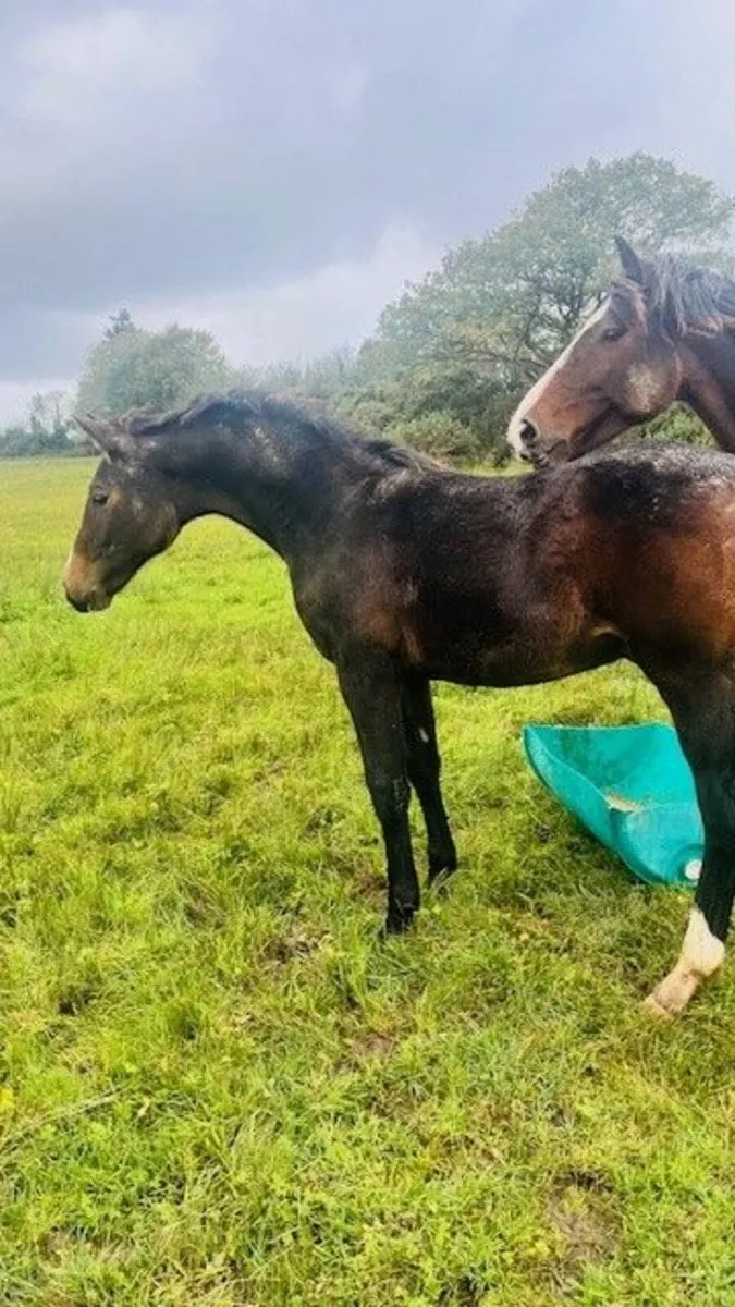Top-Class Foal for Sale – Bred to Jump - Image 2
