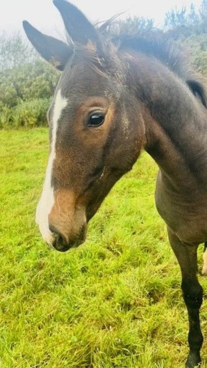 Top-Class Foal for Sale – Bred to Jump - Image 1