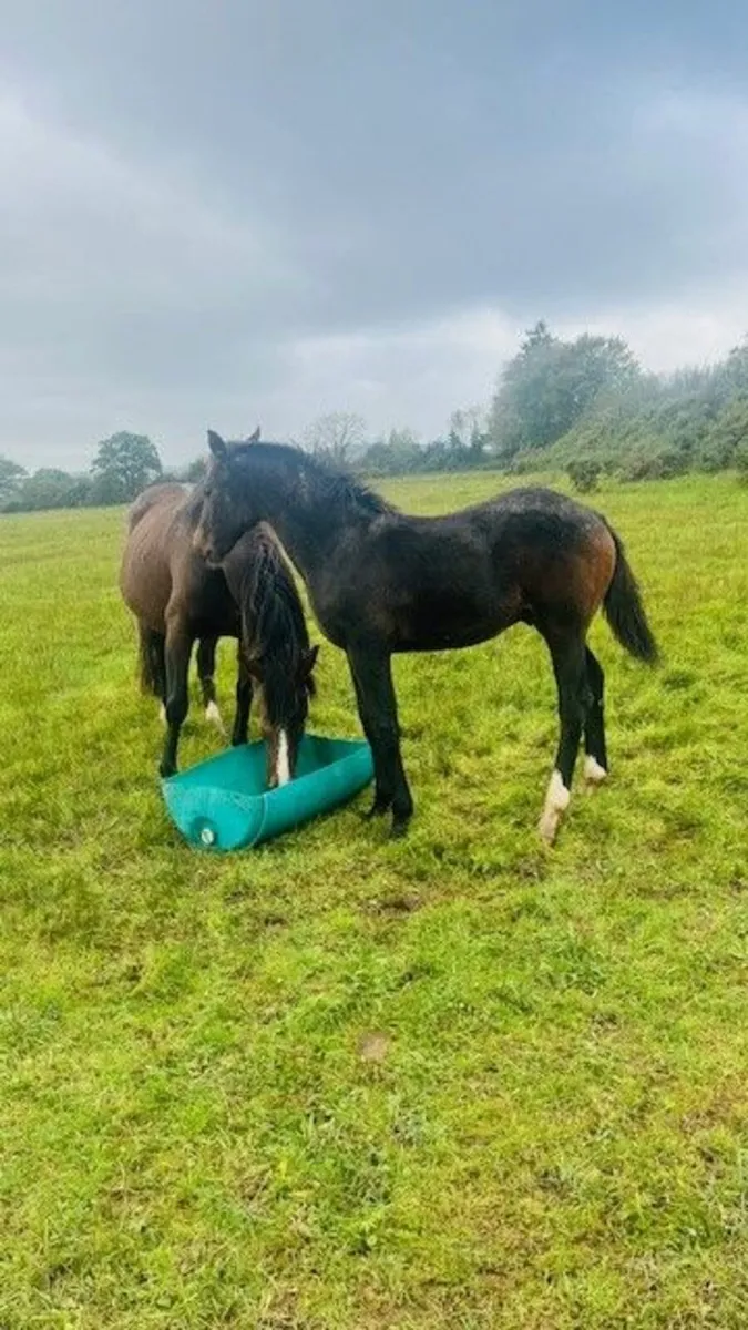 Top-Class Foal for Sale – Bred to Jump - Image 3