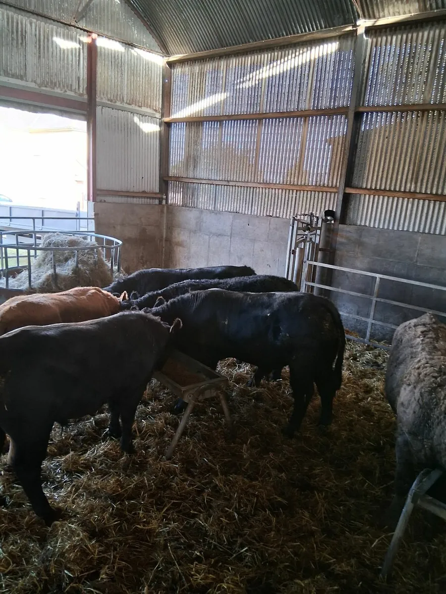 beef cattle