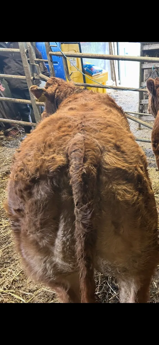 Super Ai bred heifer - Image 1
