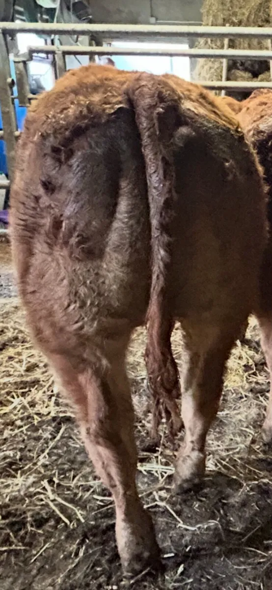 Super Ai bred heifer - Image 2