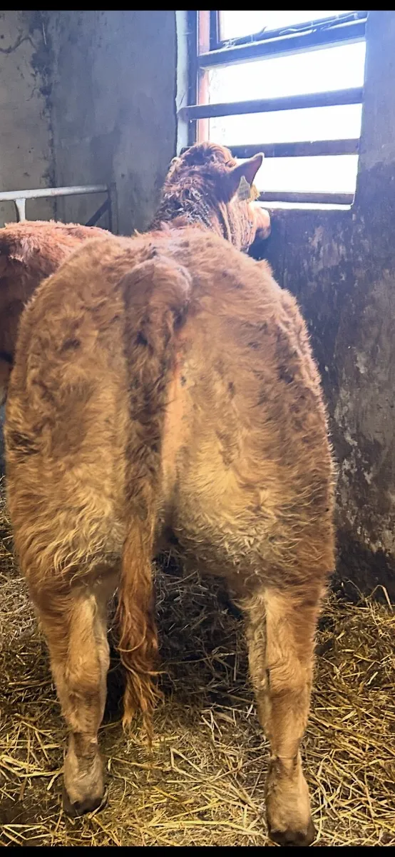 Super Ai bred heifer - Image 3
