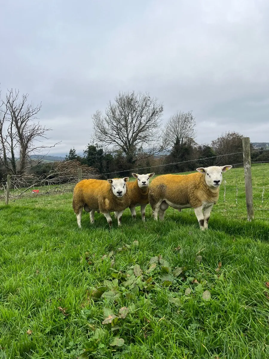 Texel Ram lambs, - Image 1