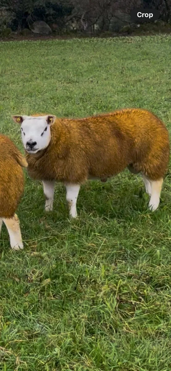 Texel Ram lambs, - Image 3