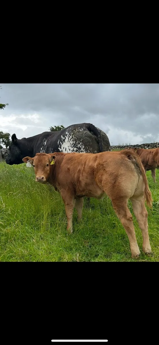 Super Ai bred heifer - Image 4