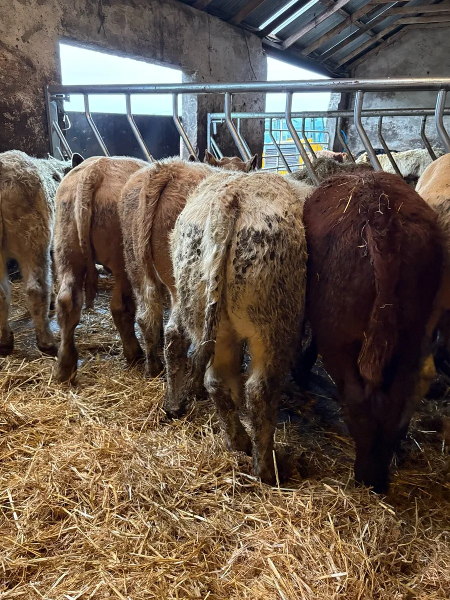 12 smashing Charolais and limousin bulls - Image 1