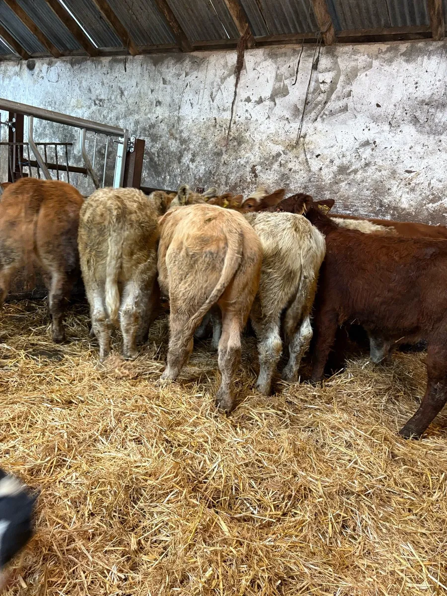 12 smashing Charolais and limousin bulls - Image 2