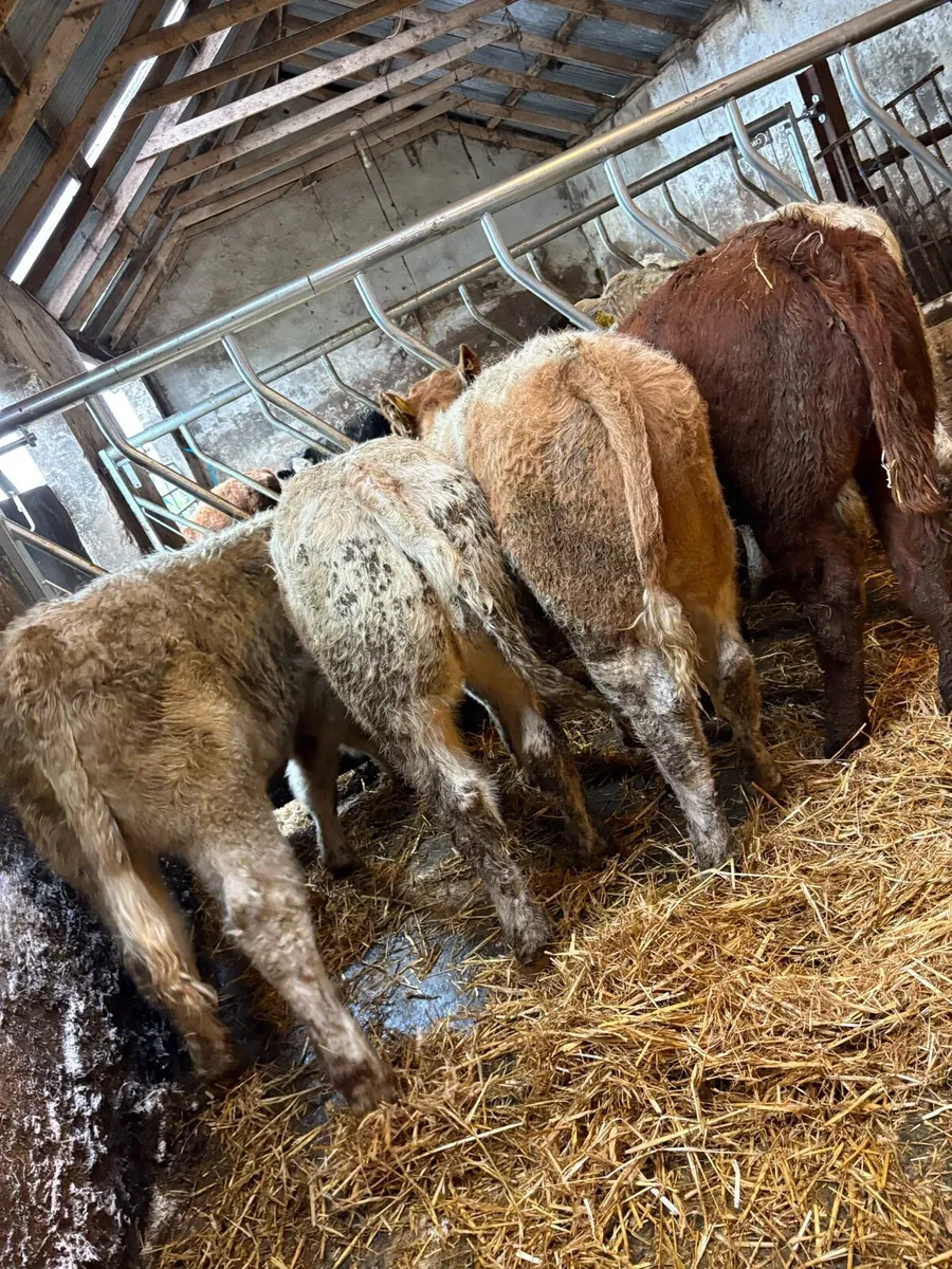 12 smashing Charolais and limousin bulls - Image 3