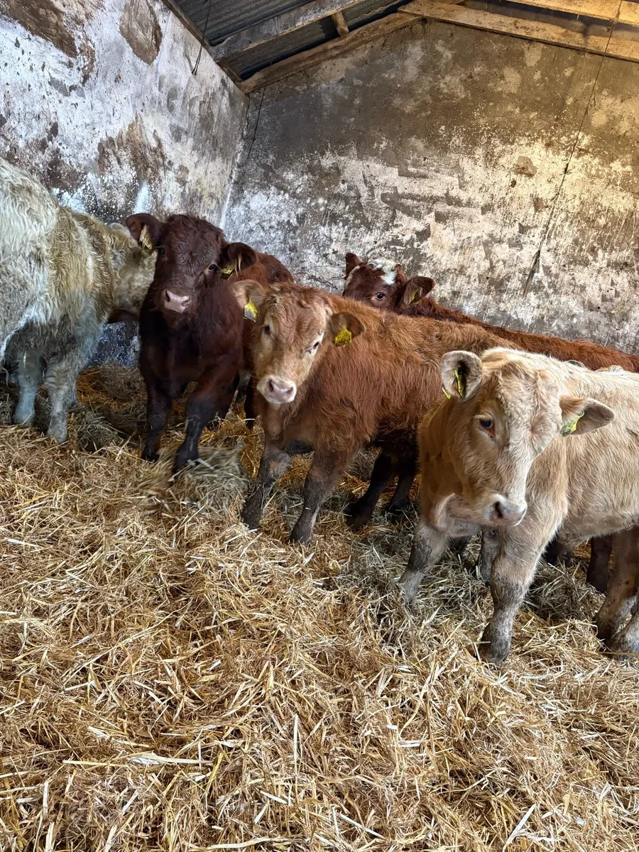 12 smashing Charolais and limousin bulls - Image 4