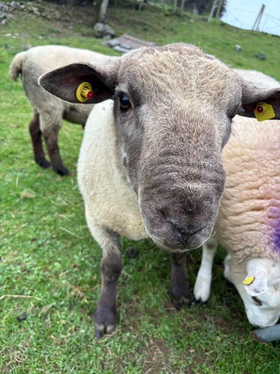 Suftex Hogget Ram - Image 1