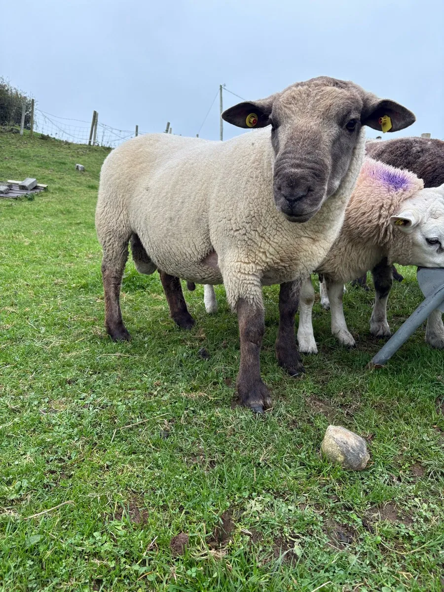 Suftex Hogget Ram - Image 2