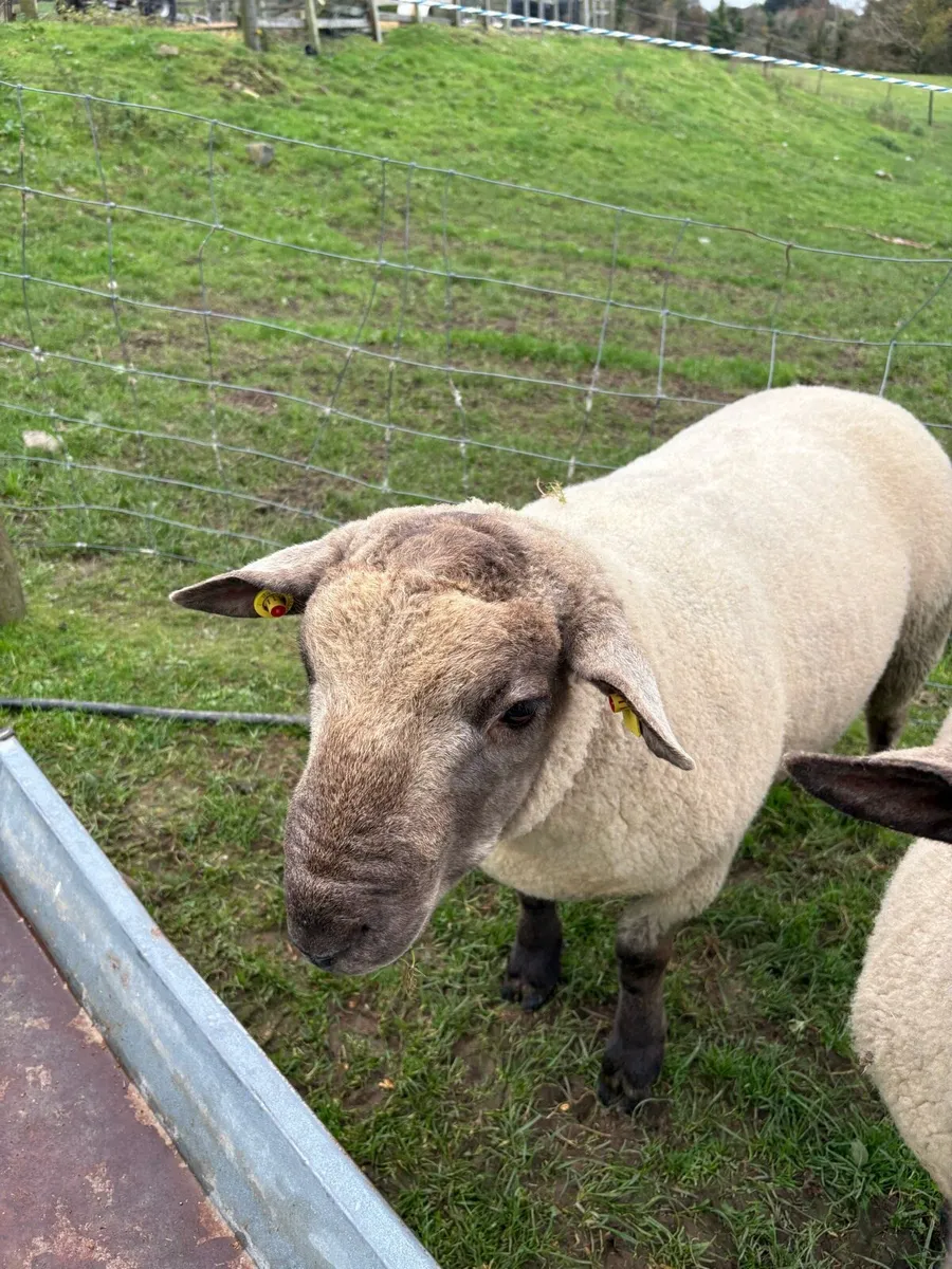 Suftex Hogget Ram - Image 3