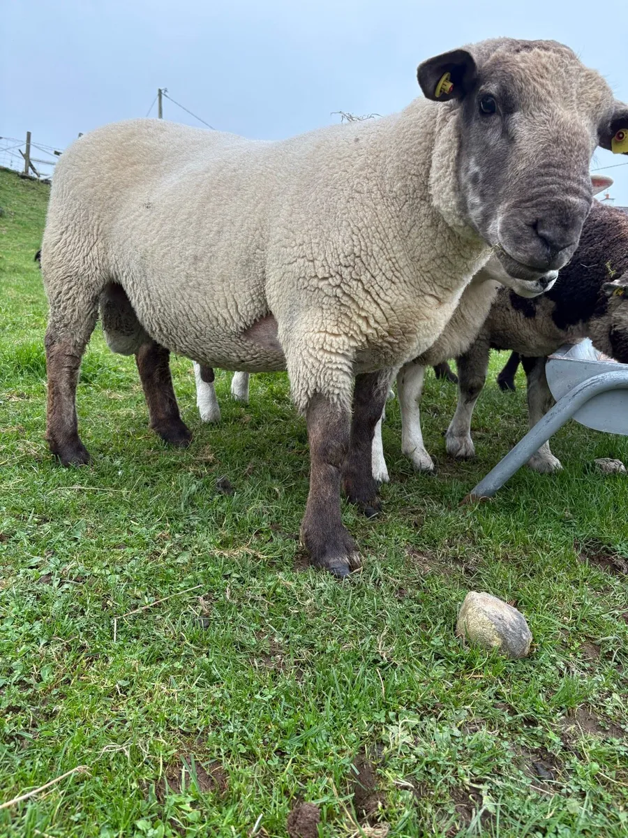 Suftex Hogget Ram - Image 4