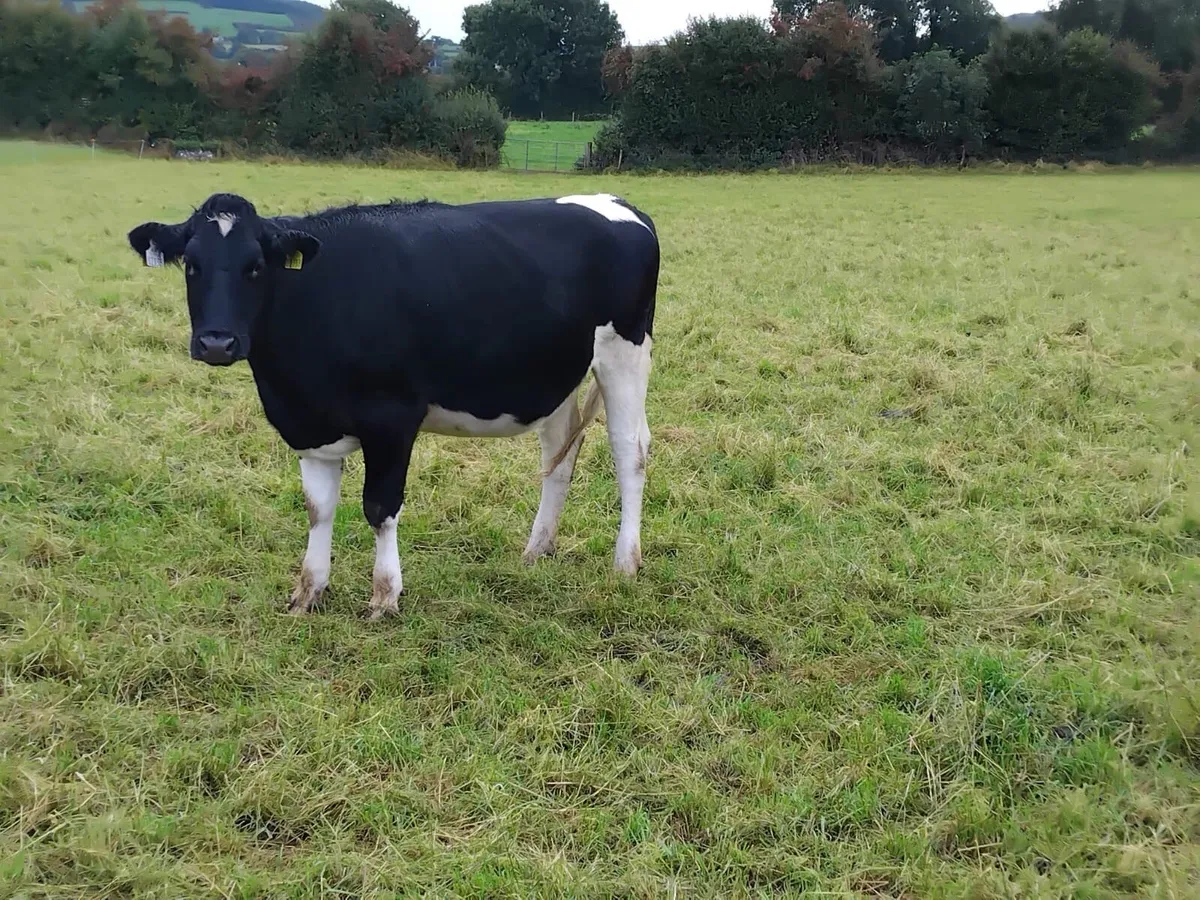Pure Friesian Seminar and Showcase Sale - Image 1