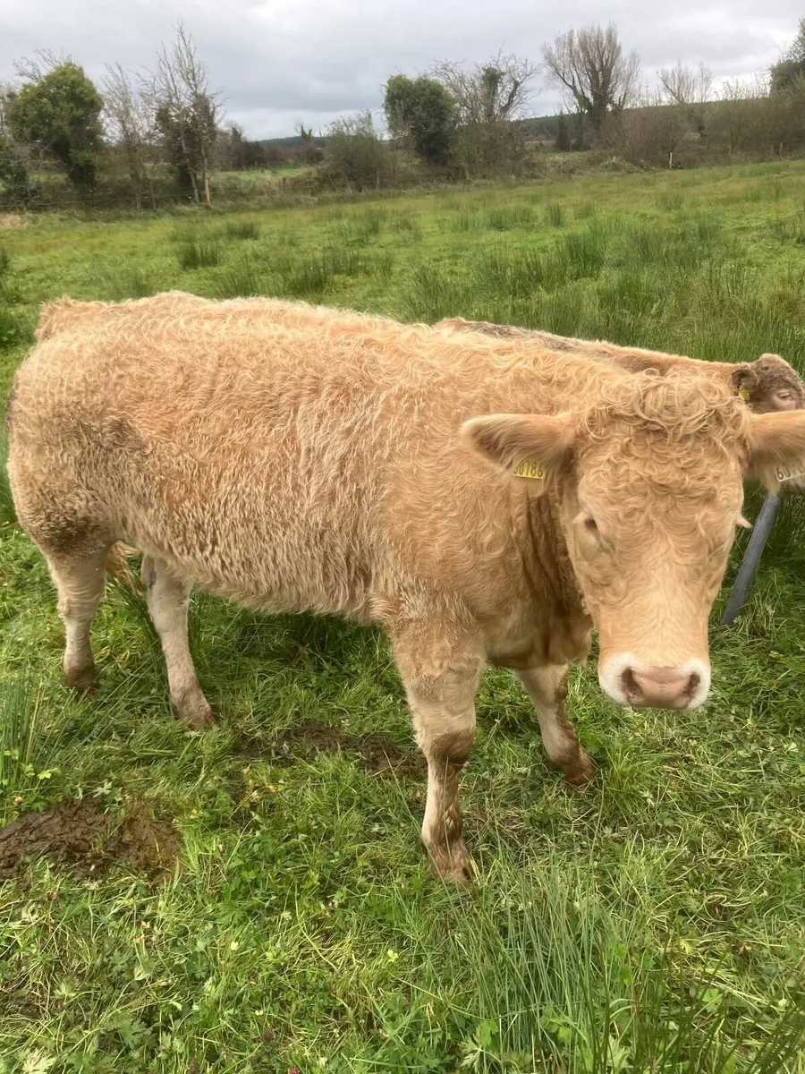Organic Weanlings for sale - Image 1
