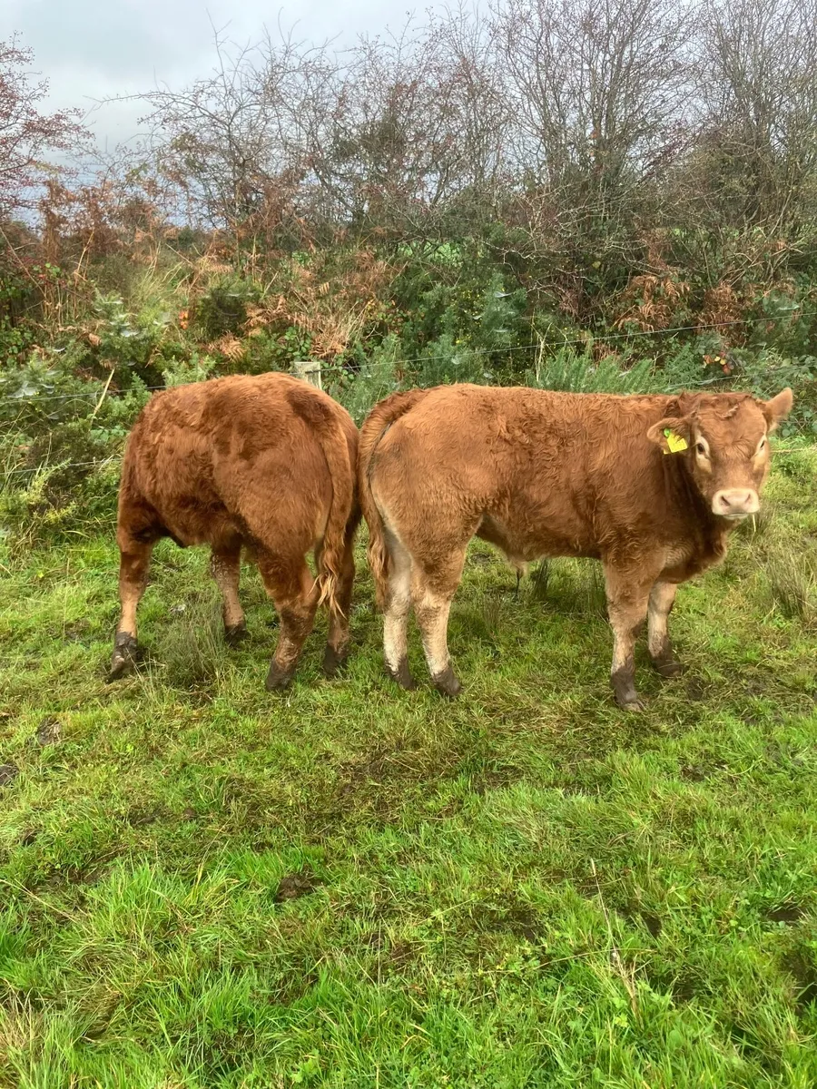 Organic Weanlings for sale - Image 2