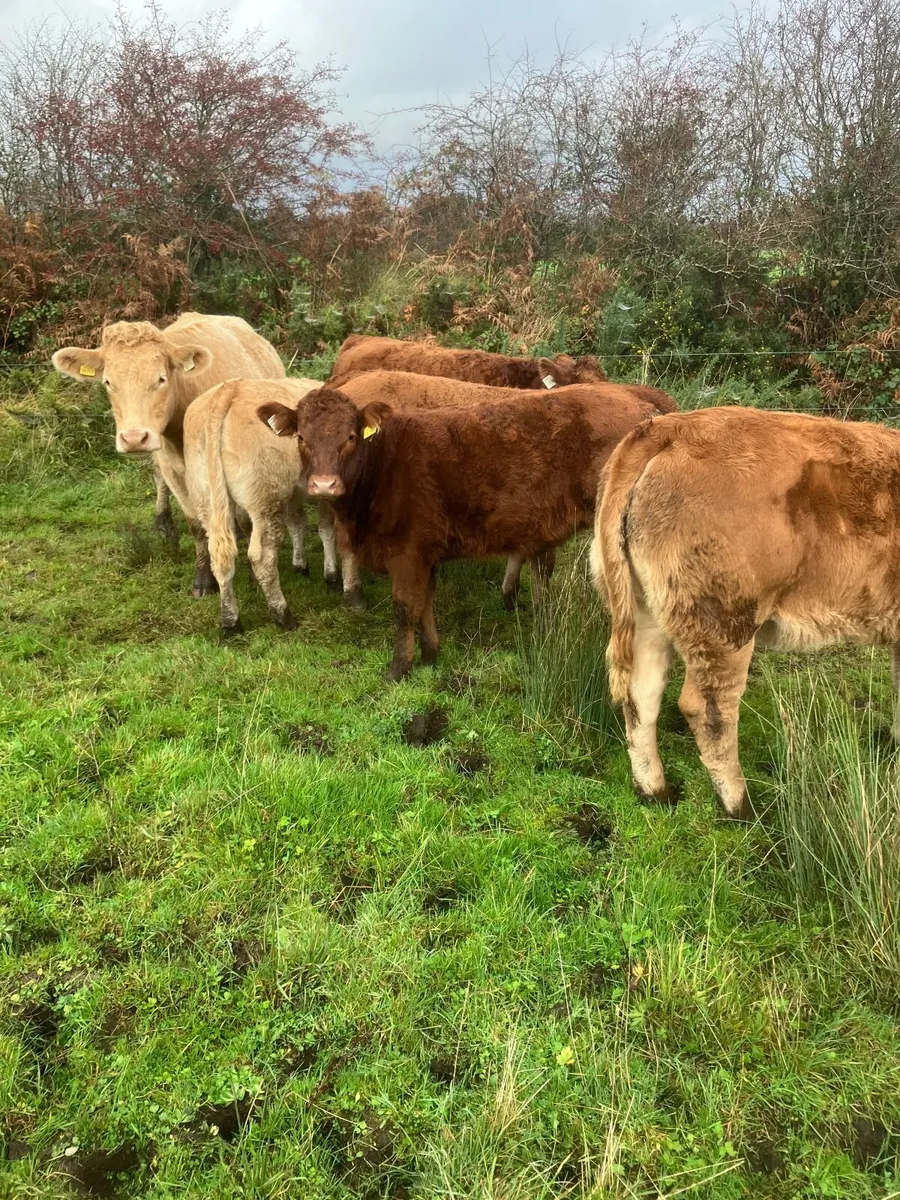 Organic Weanlings for sale - Image 3