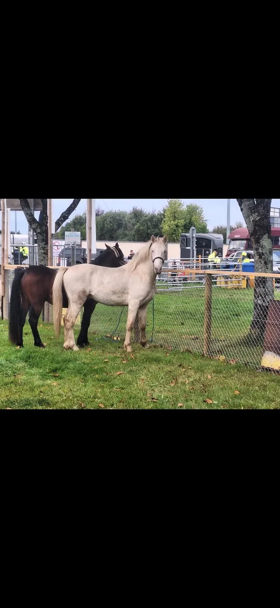Connemara colt - Image 1