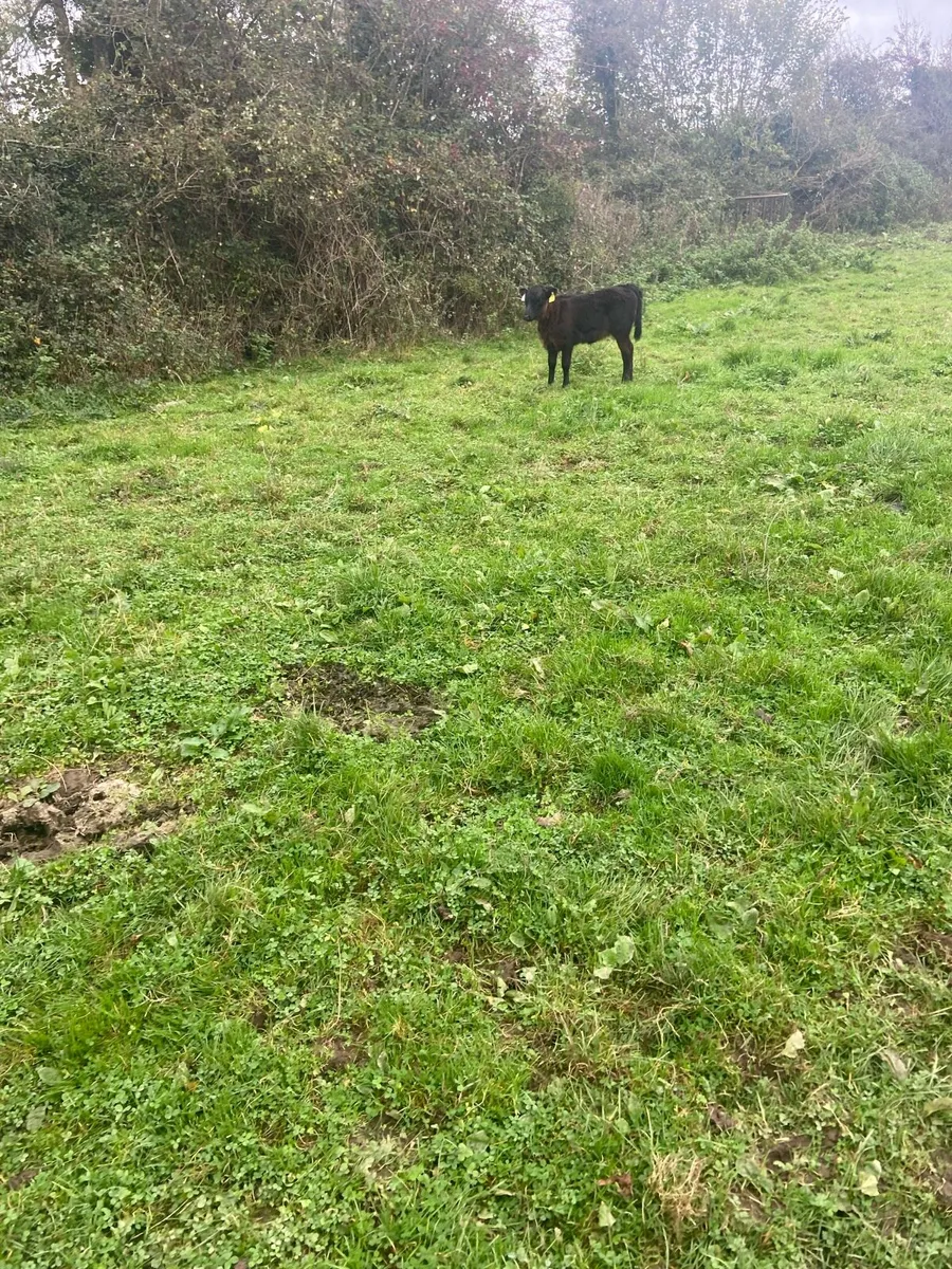 Calf - Image 1