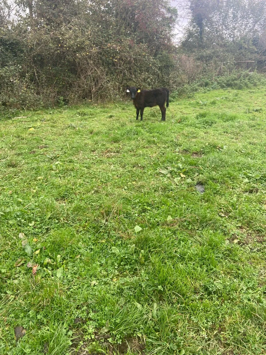 Calf - Image 2