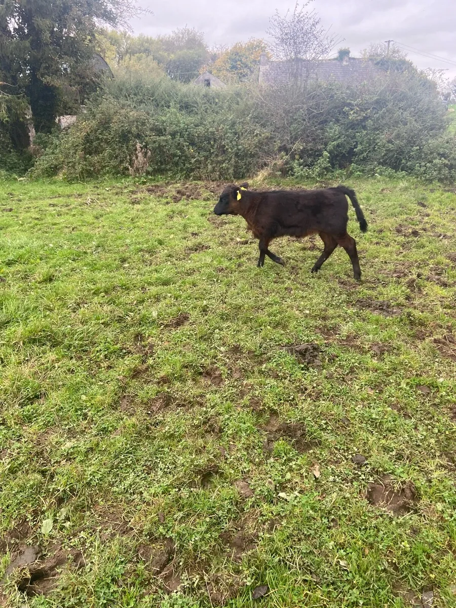 Calf - Image 3
