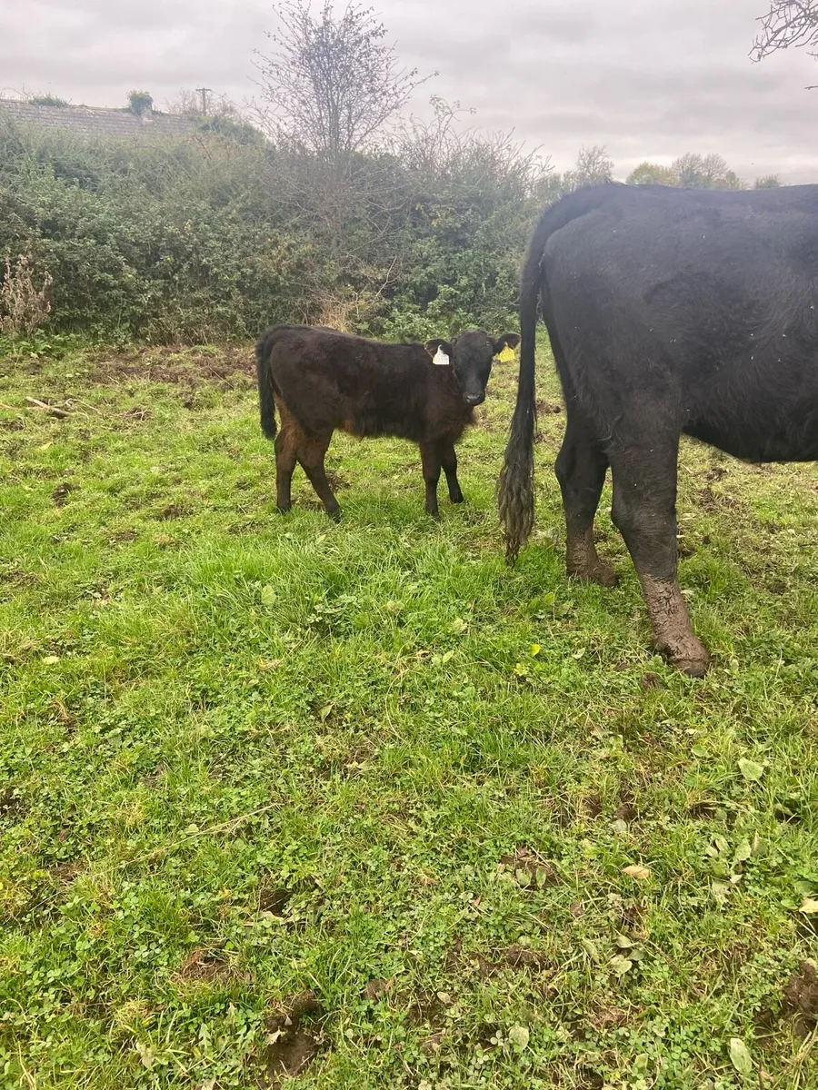 Calf - Image 4