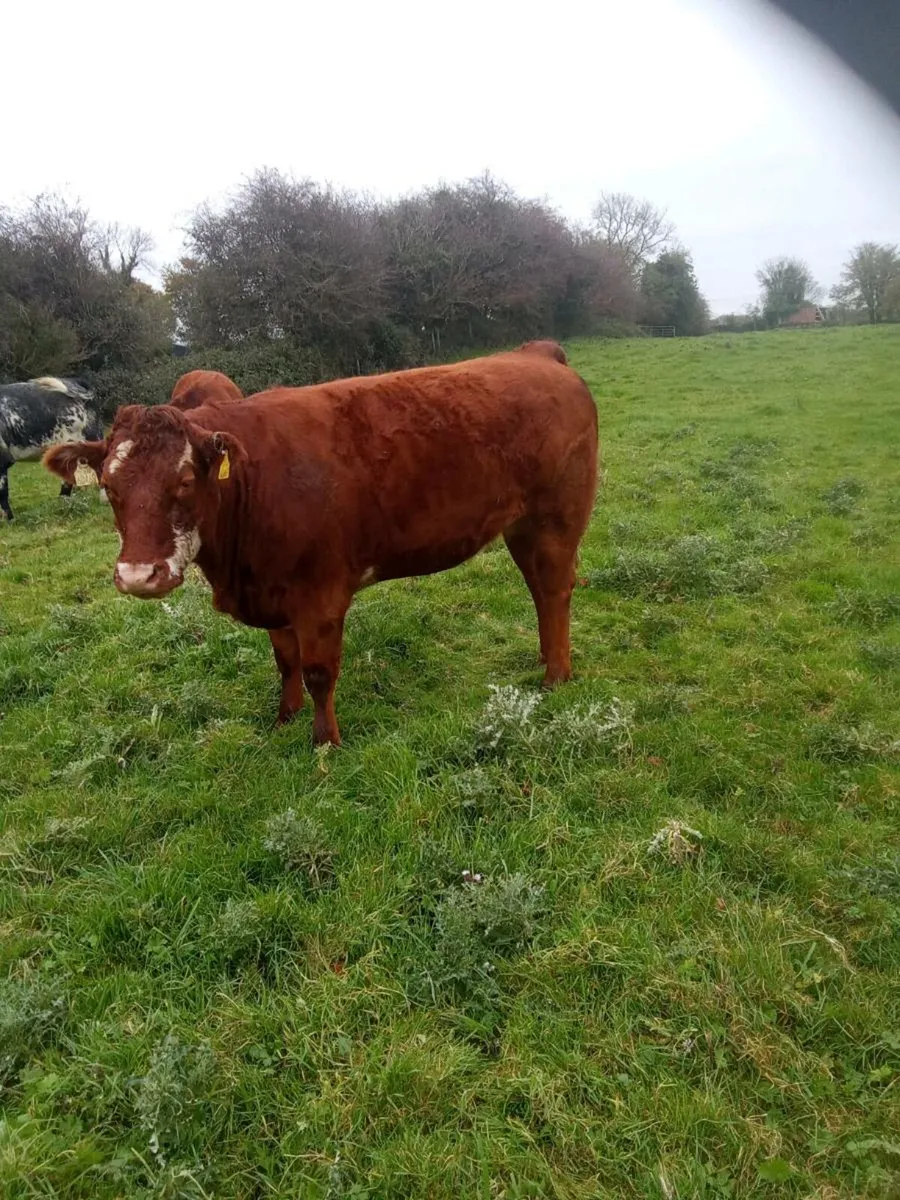 Suckler heifer - Image 4