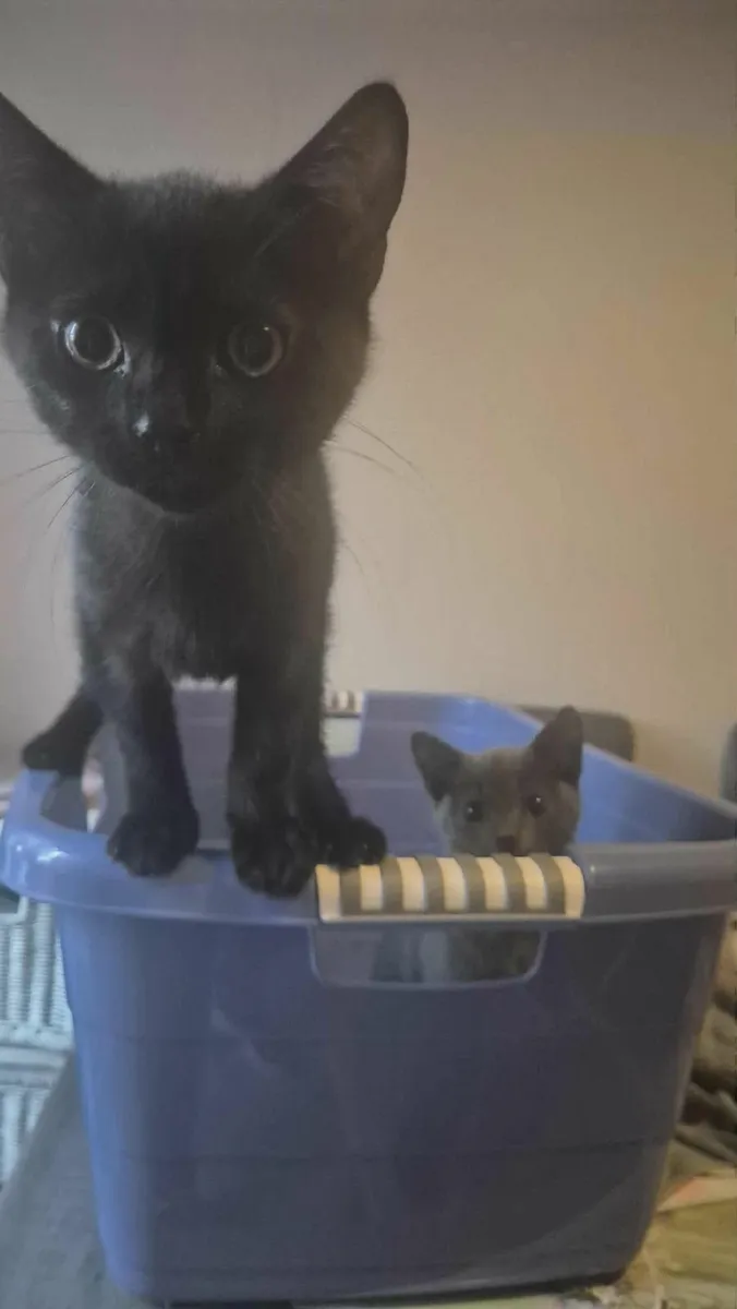 Kittens look for good home - Image 1