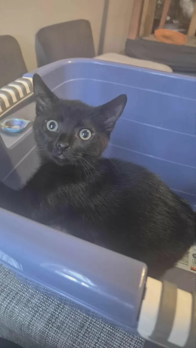 Kittens look for good home - Image 2
