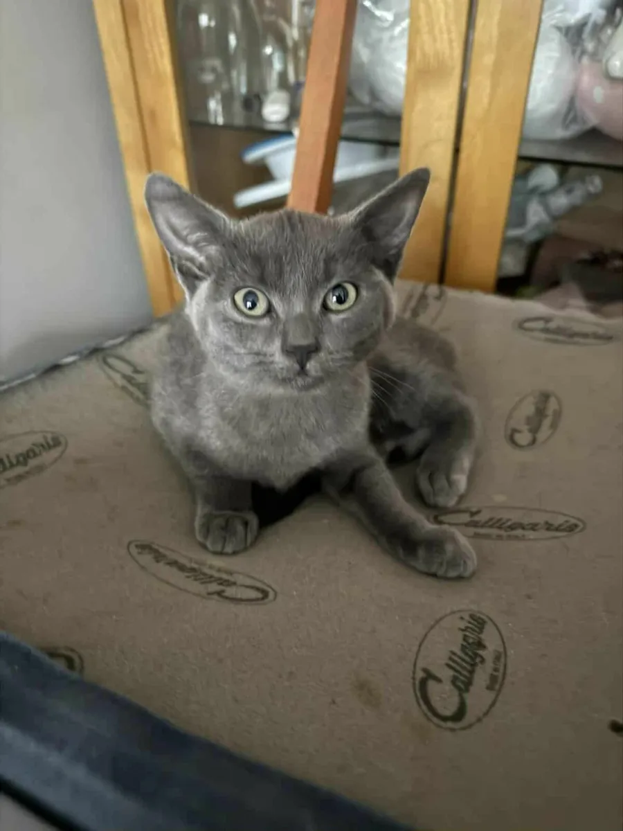 Kittens look for good home - Image 3