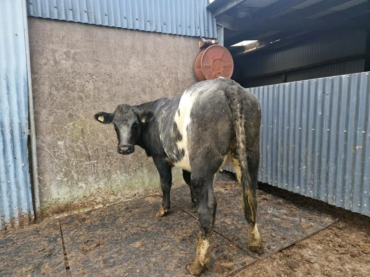 2 Breeding Heifers Aberdeen Angus/Belgium Blue - Image 3