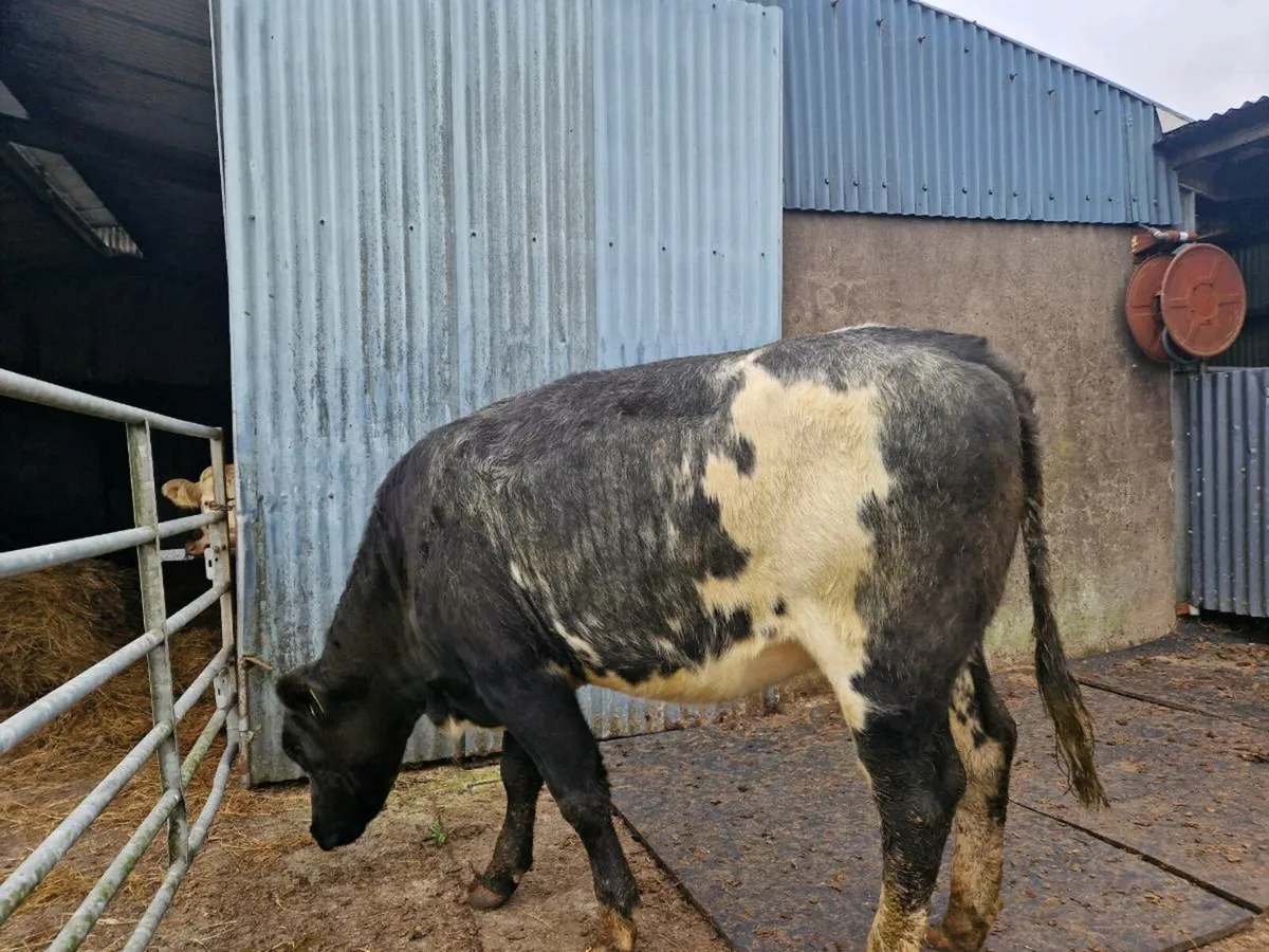 2 Breeding Heifers Aberdeen Angus/Belgium Blue - Image 2