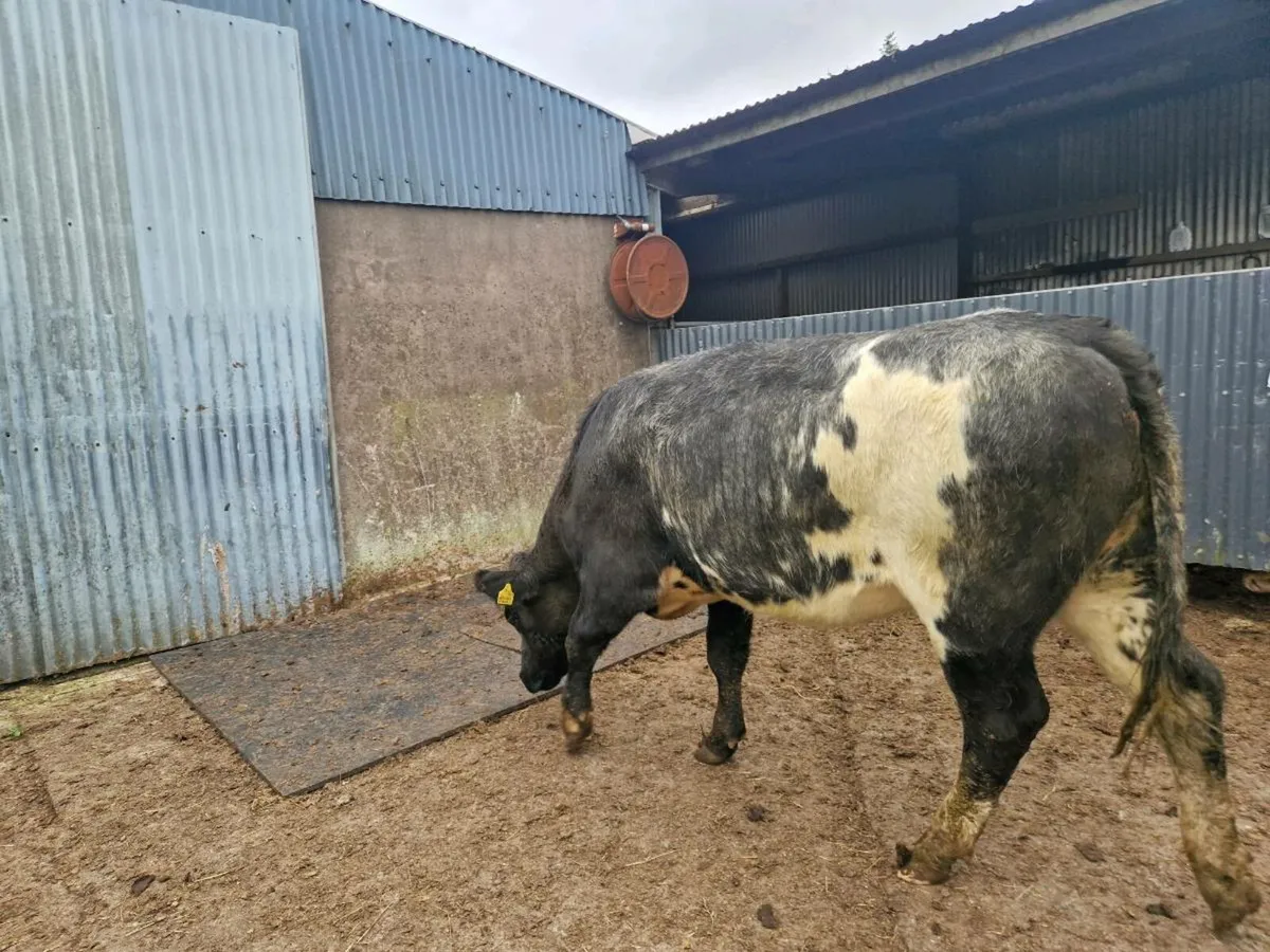 2 Breeding Heifers Aberdeen Angus/Belgium Blue - Image 4