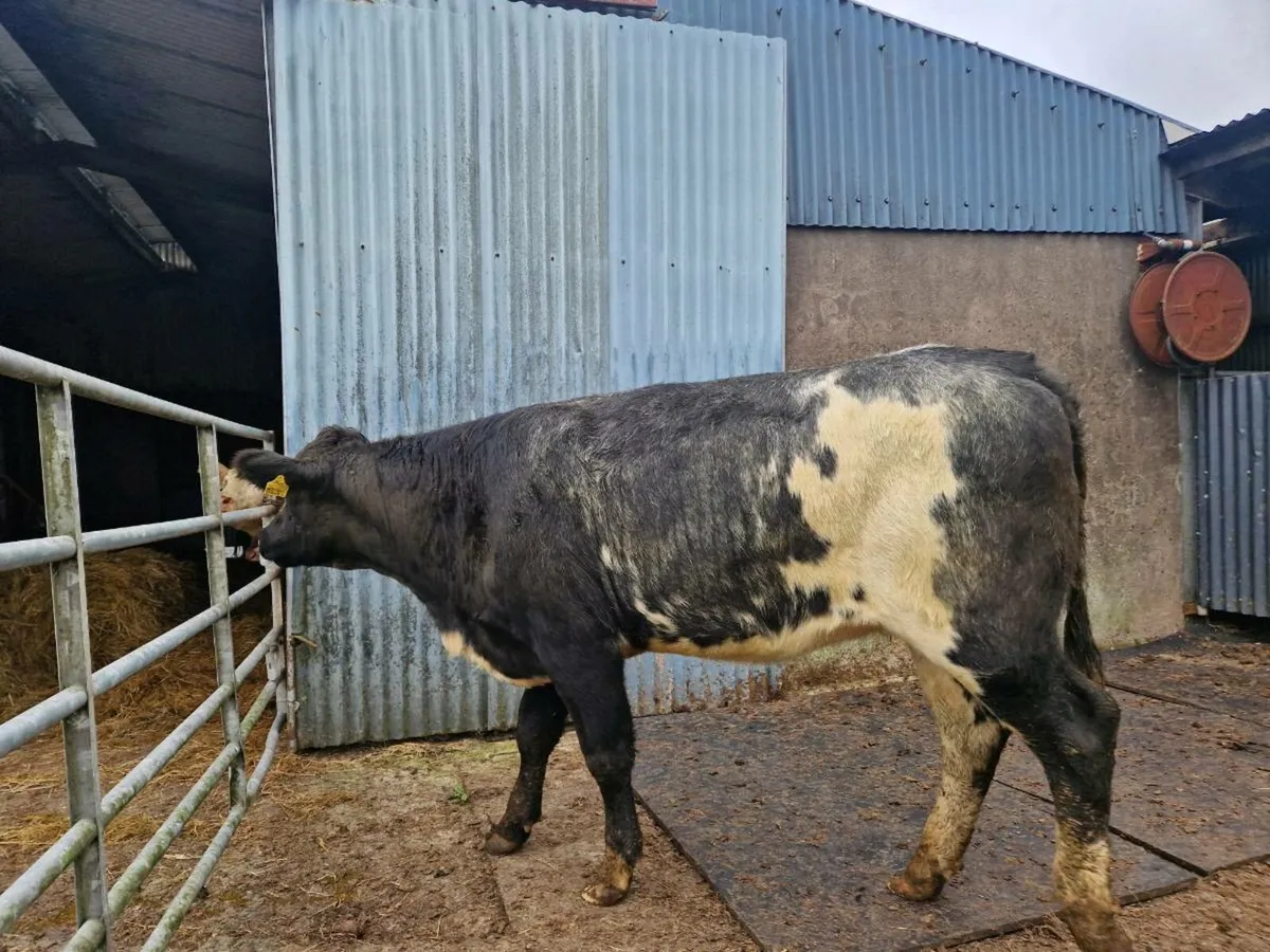 2 Breeding Heifers Aberdeen Angus/Belgium Blue - Image 1