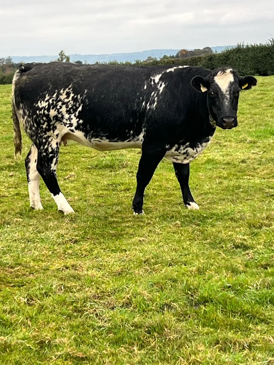 Springers - Image 2