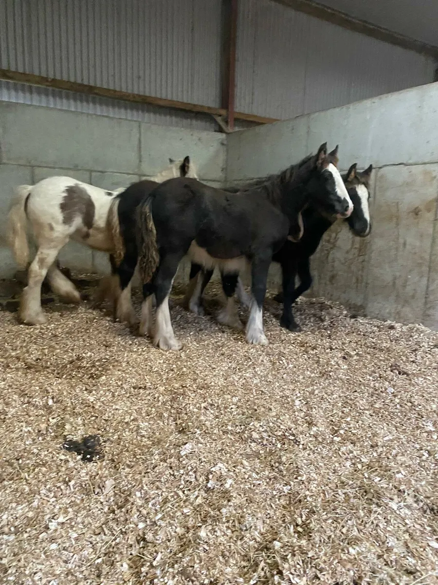 4 filly foals to make 15h - Image 1