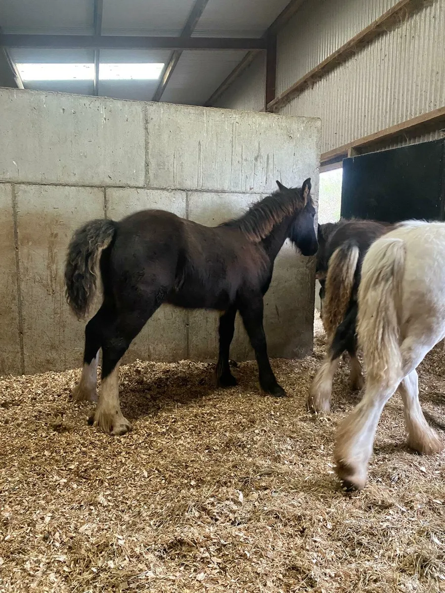 4 filly foals to make 15h - Image 2