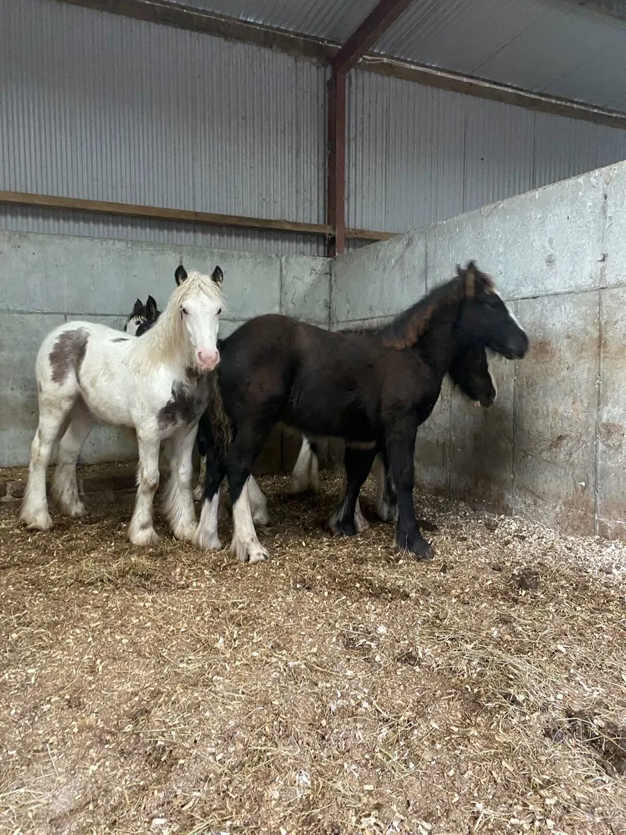 4 filly foals to make 15h - Image 3