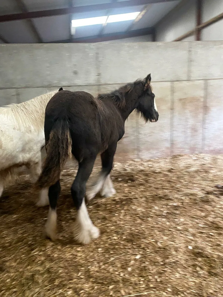4 filly foals to make 15h - Image 4