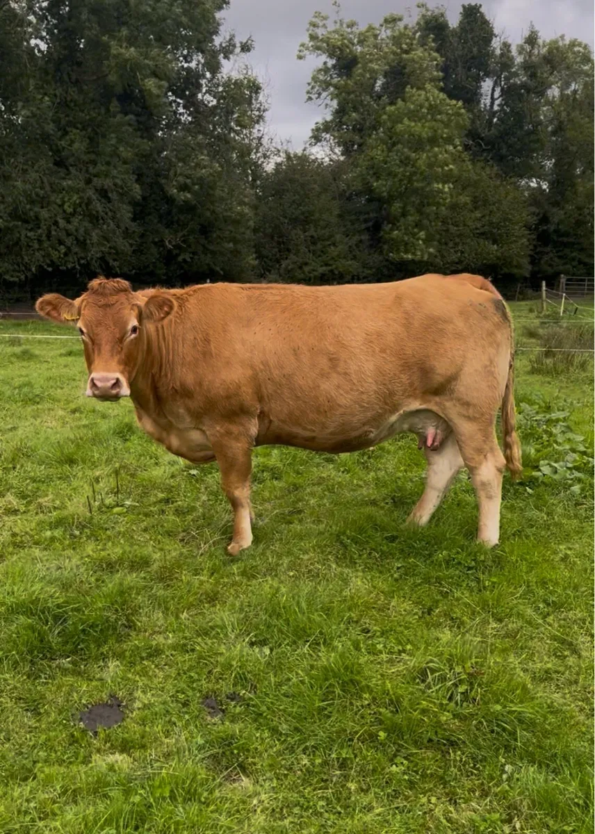 Limousin Cow Incalf - Image 3