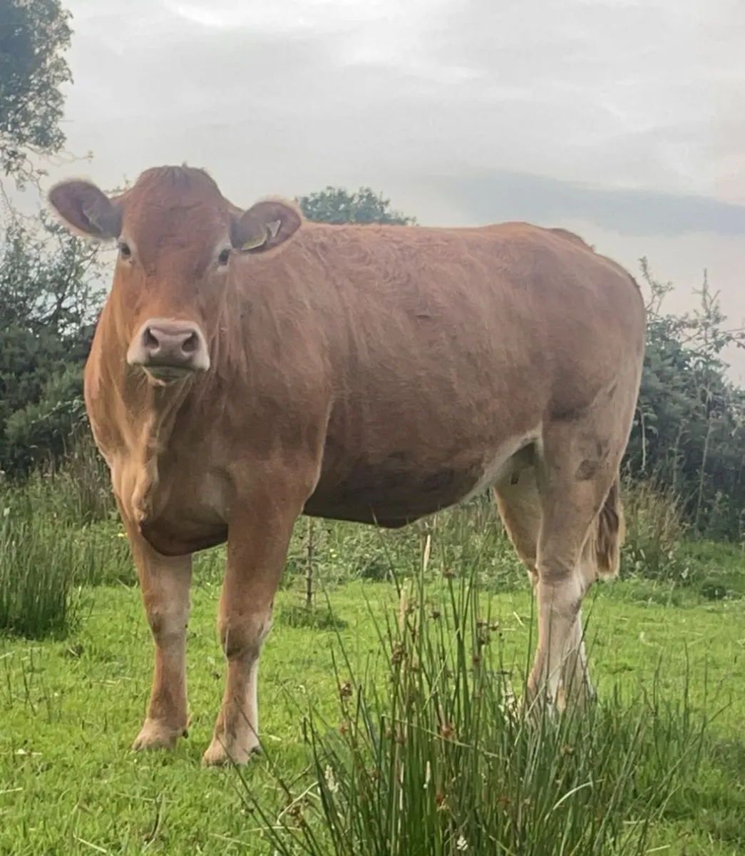 Limousin Cow Incalf - Image 1