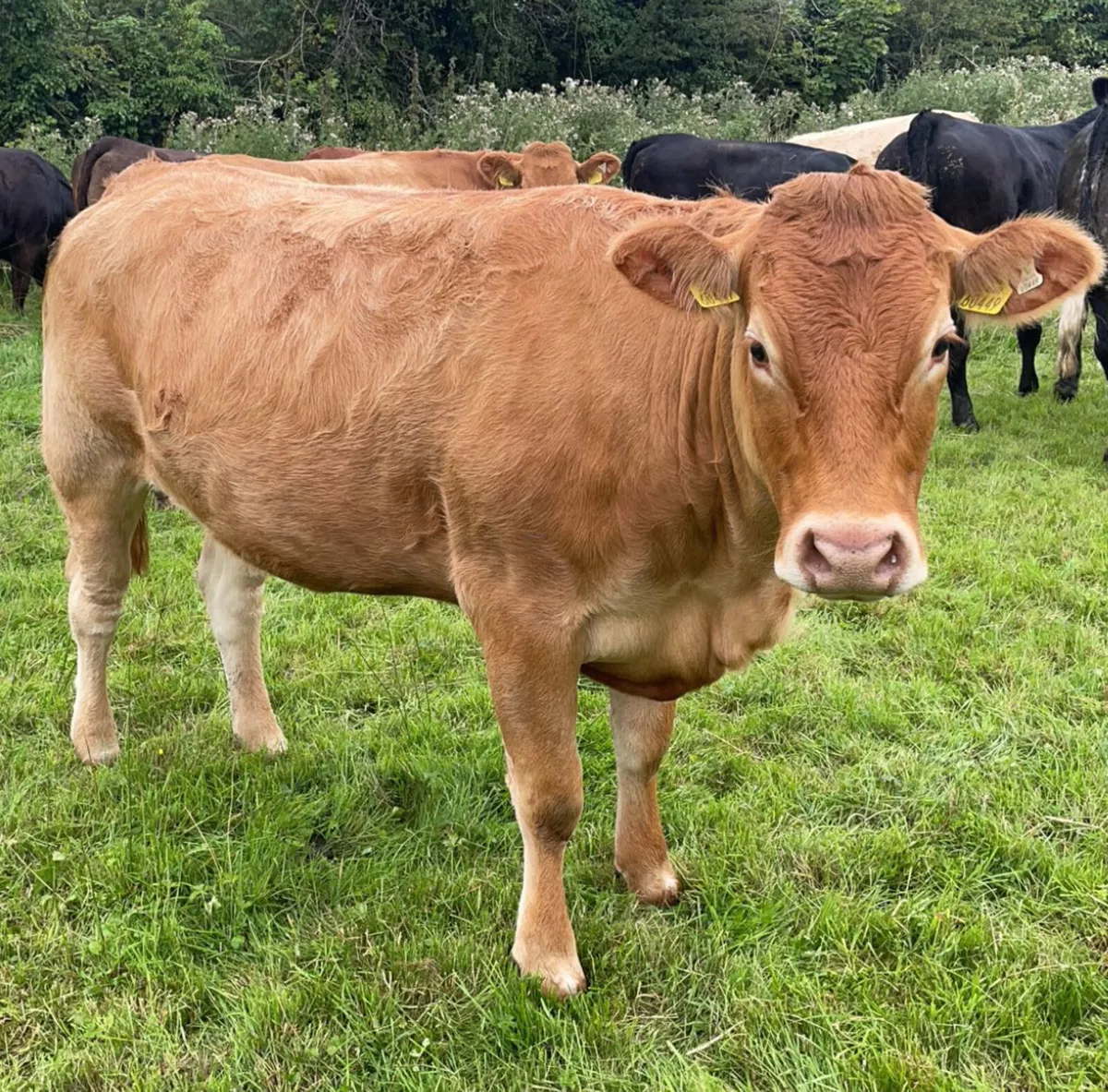 Limousin Cow Incalf - Image 4